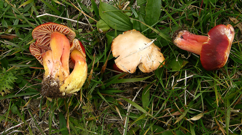 Diverse Hygrocybe da determinare/confermare.